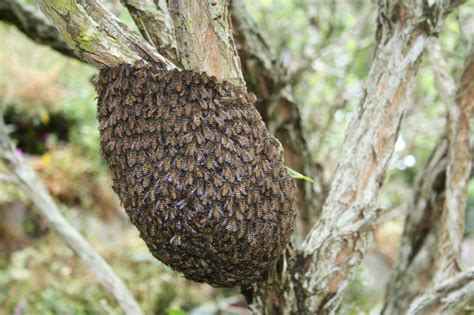 Asian Honey Bees Townsville District Beekeepers Association