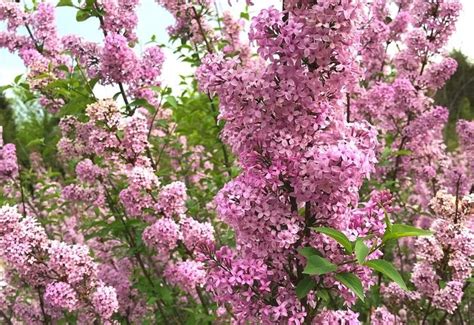 20 Stunning Lilac Varieties To Fill Your Garden With Fragrance Color