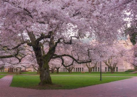 Where to View Cherry Blossoms in Seattle