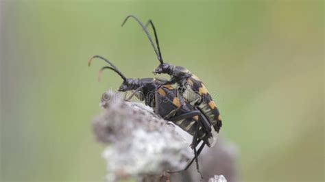 Beetles Have Sex Stock Video Video Of Coleoptera Arthropod 82464785