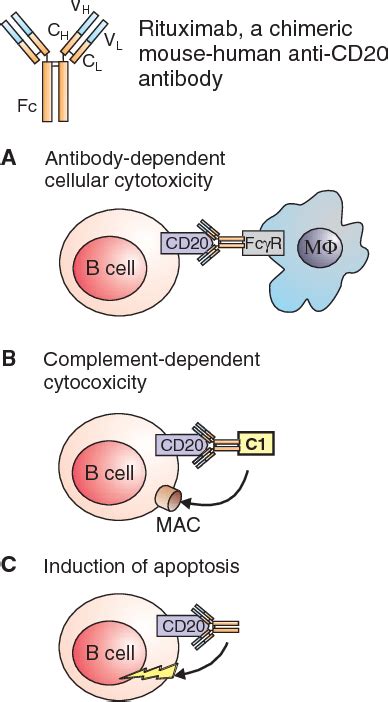 Figure 1 From Anti Cd20 Antibody Rituximab In The Treatment Of Rheumatoid Arthritis Semantic