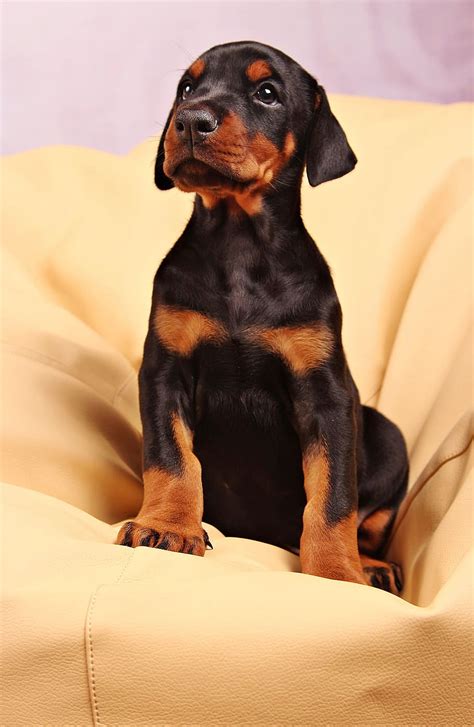 Hd Wallpaper Black Doberman Pinscher Puppy Dog Pets 57 Off