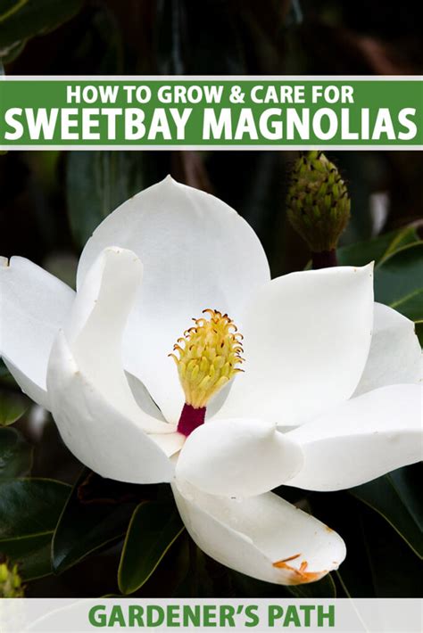 How To Grow And Care For Sweetbay Magnolia Trees White Laurel