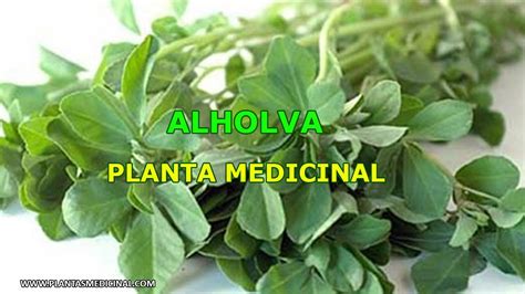 La Alholva Propiedades Y Beneficios Planta Medicinal Youtube