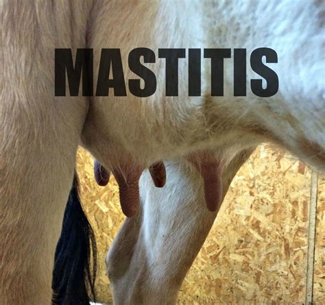 Help! My Cow May Have Mastitis | Mastitis, Cow, Cow calf