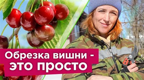 КАК ОБРЕЗАТЬ ВИШНЮ ВЕСНОЙ? Ягоды будут огромного размера, а дерево ...