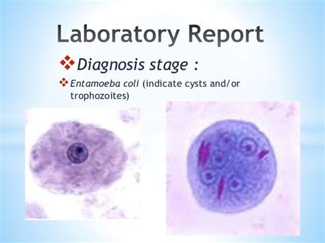 Lebenszyklus Von Entamoeba Coli