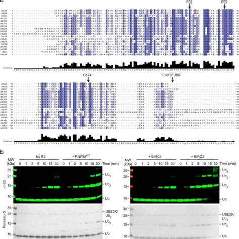 Ubd In Ube2kub Adopts The Conserved Primed Conformation For