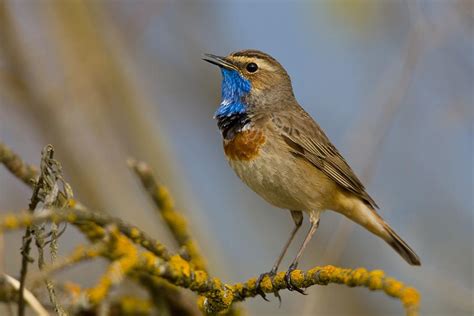 Top 10 Most Beautiful Birds That Migrate To India