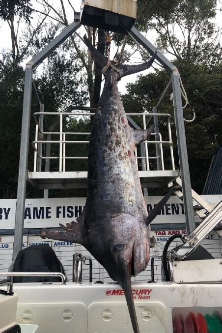 South Coast fishermen break records for biggest swordfish ever caught ...