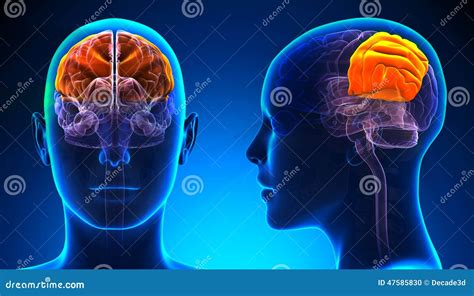 Female Parietal Lobe Brain Anatomy Blue Concept Stock Illustration Illustration Of Xray