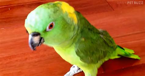 This Beautiful Little Parrot Sees Something Very Funny But His Laugh Is ...