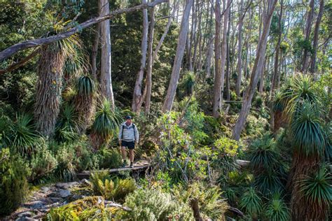 Pandani Grove Great Short Walk Attraction Mount Field Derwent