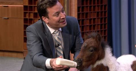 Robert Irwin Brought Jimmy Fallon a Baby Miniature Horse