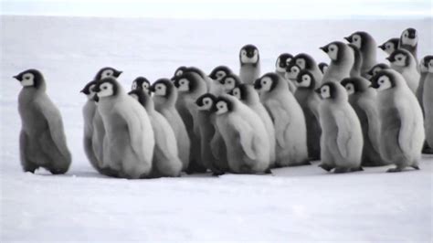 Baby Emperor Penguins! - YouTube