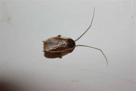 Pennsylvania wood cockroach - Facts, Diet, Habitat & Pictures on Animalia.bio