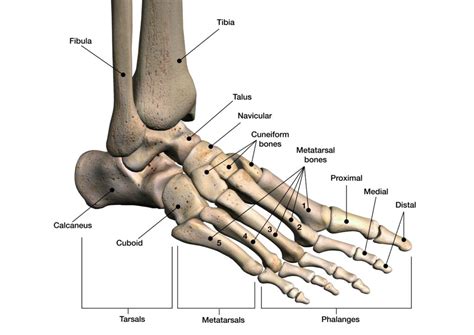 Foot and Ankle Pain Treatment in Ireland and UK | Regenecare