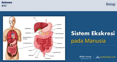 Sistem Ekskresi pada Manusia