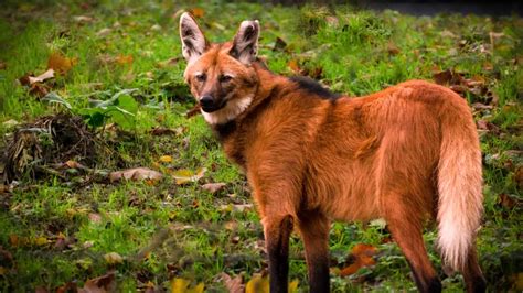 Lobos guará são monitorados e recebem tratamento em áreas protegidas