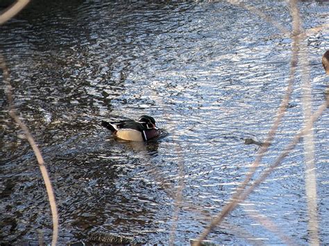 Ebird Qu Bec Checklist Dec Domaine De Maizerets Species