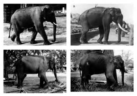 Table 1 From Assessment Of Body Condition In Asian Elephants Elephas Maximus Semantic Scholar