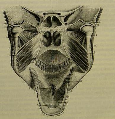 This Image Is Taken From Page Of Trait D Anatomie De Flickr