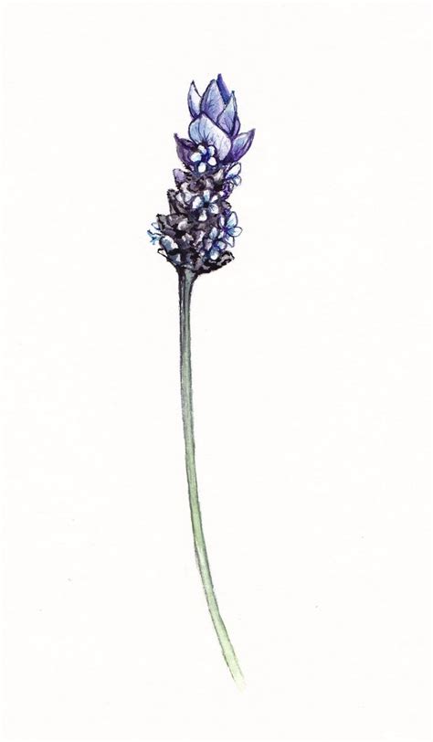 Lavender Botanical Drawing at PaintingValley.com | Explore collection ...