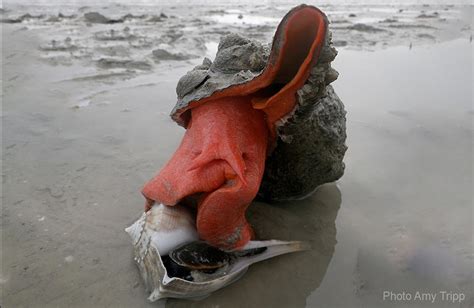 Mighty The Horse Conch