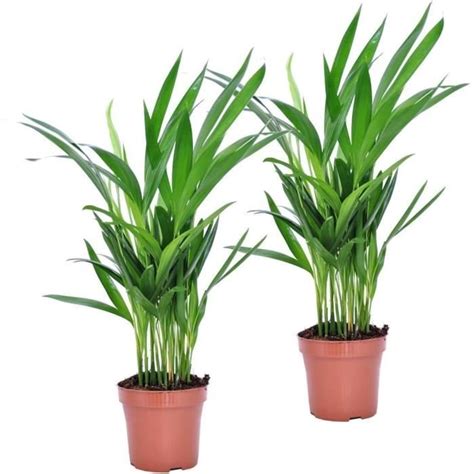 Dypsis Lutescens Set De 2 Areca Plante Palmier D Interieur