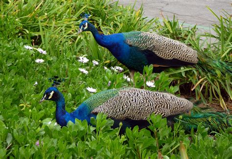 The Peacocks Roam Freely At The Los Angeles County Arboretum And Botanic