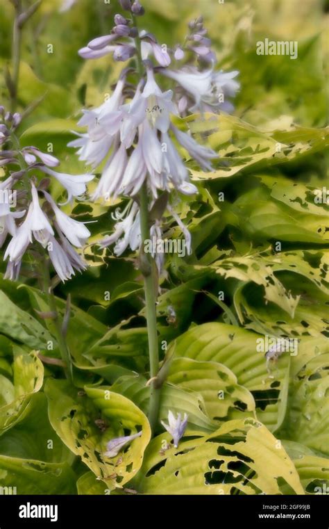 Delicious Hosta Wide Brim Plantain Lily Wide Brim Flowering