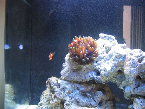 Day One For Mr Clown Fish Tank Shots Nano Reef Community