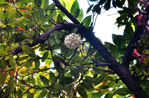 Sugar Apple Tree 1 Free Stock Photo - Public Domain Pictures