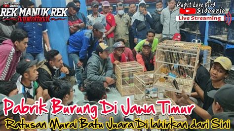 PABRIK BURUNG MURAI Ready Murai Batu TrotoLan Jantan APBN BnR