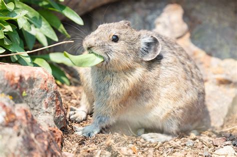 10 Free อเมริกัน Pika And Pika Photos Pixabay