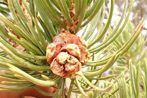 Pinus edulis (Pinyon Pine)