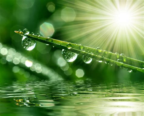 What is dew? Dew is droplets of water that form overnight when the air ...