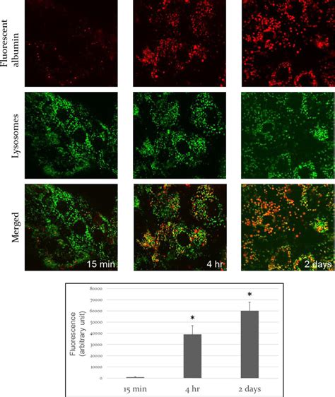 Time Course Of Endocytosed Albumin Localization In Lysosomes And