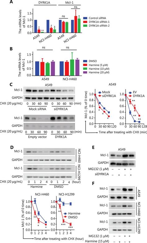 Dyrk1a Suppression Restrains Mcl 1 Expression And Sensitizes Nsclc