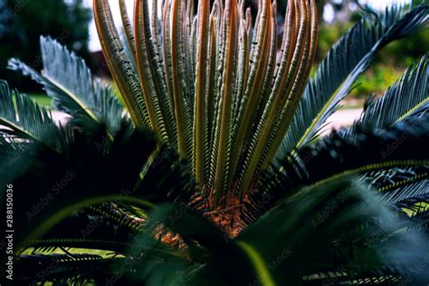 Prehistoric Plant Stock Photo | Adobe Stock