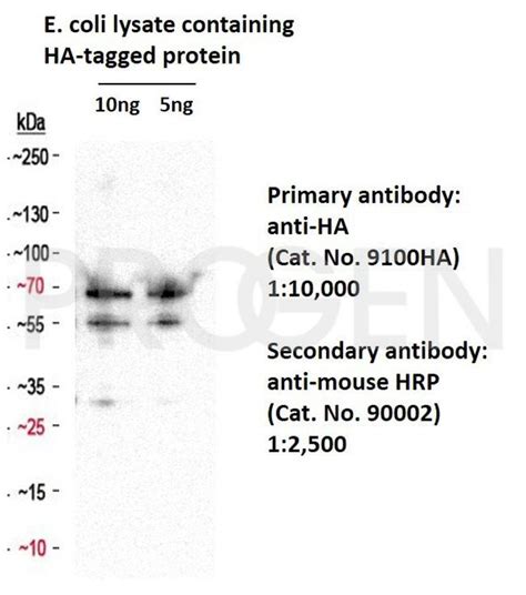 Ha Tag Monoclonal Antibody 12ca5 9100hal