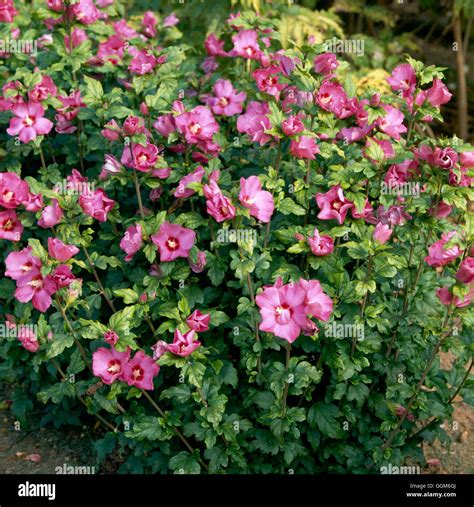 Hibiscus Syriacus `woodbridge Agm Trs002891 Stock Photo Alamy
