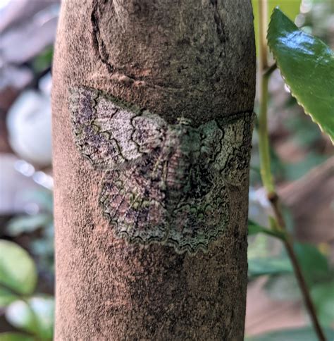 Minibeasts In Your Garden Discover Why They Are Important