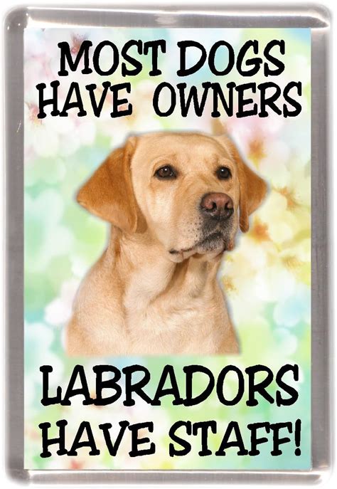 Amazon de Labrador Retriever gelb Hund Kühlschrank Magnet