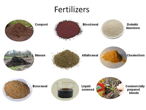 Fertilizers Natural Verses Synthetic Horticulture For Home Gardeners