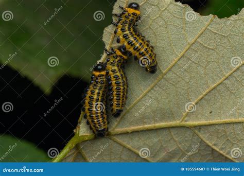 Sawfly Larva Feeding On Willow Salix Sp Stock Photography