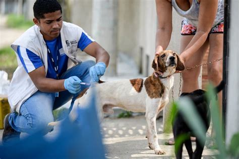 Barra Mansa continua aplicação de vacina antirrábica Barra Mansa