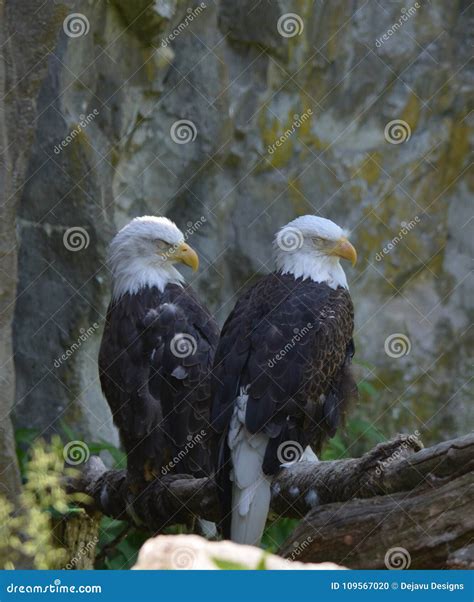 Mating Pair of American Bald Eagles Together Stock Photo - Image of