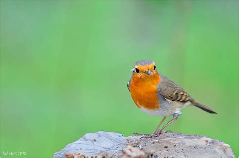 Pettirosso Foto Immagini Animali Uccelli Allo Stato Libero Animali