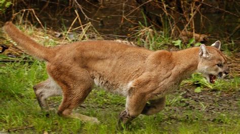 Nip It In The Bud Cougar Sightings Up In Tri Cities Ctv News